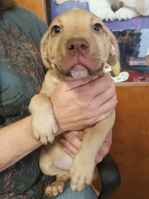 This pupper was dumped in a trashcan in Milwaukee at 2 days old before some kindhearted people found him. They cared for and sheltered him for 8 weeks and he’ll be going to a permanent home in a couple days.