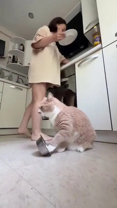 Just try to ignore me human.