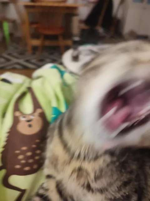 Give me the funniest/memeiest picture of your Cat that you have