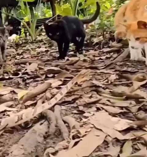 Reaction time of a cat. (20-60 miliseconds!)