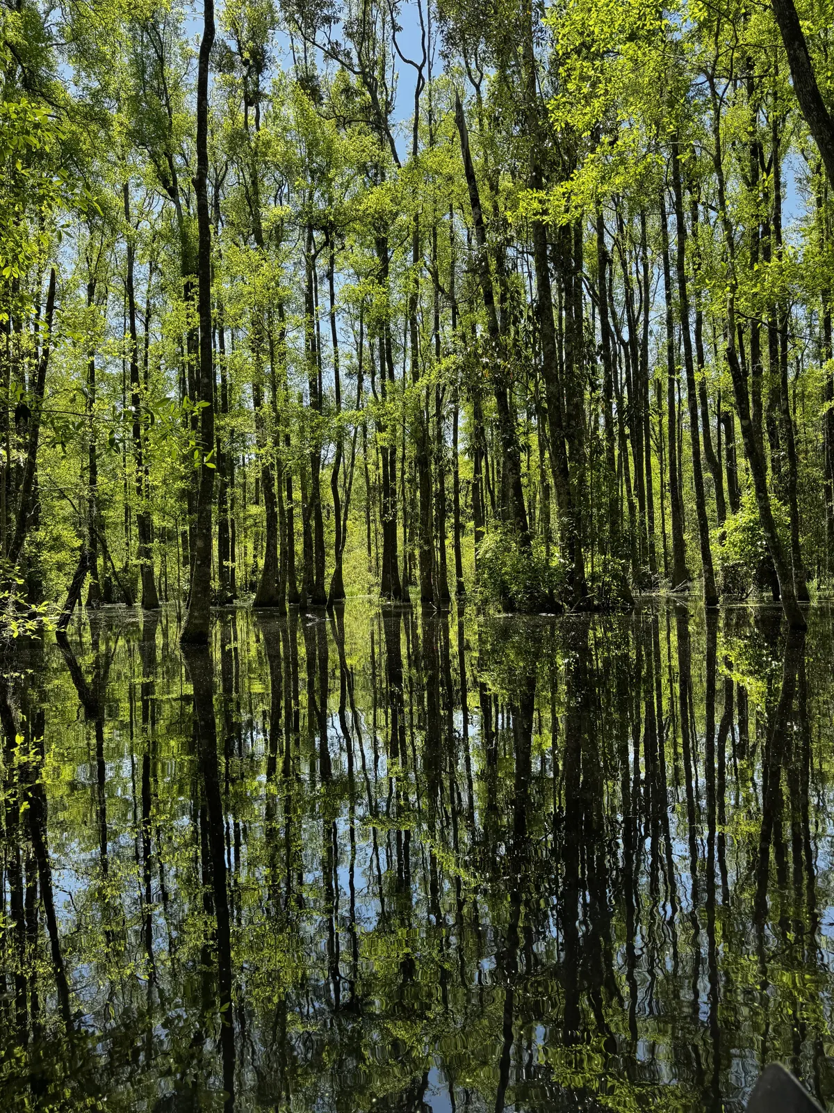 The shade of green from fresh spring growth