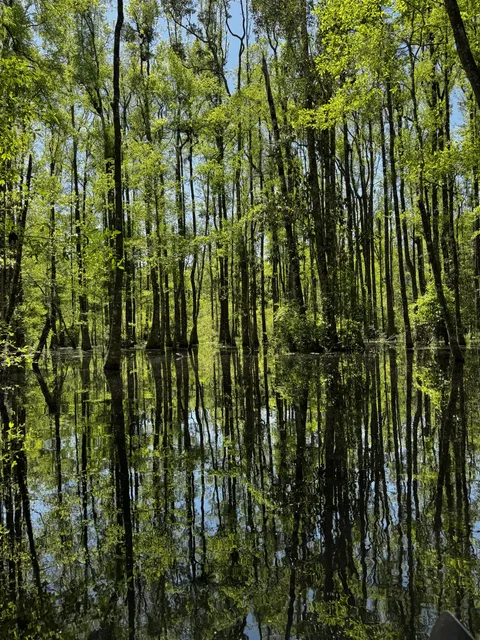 The shade of green from fresh spring growth
