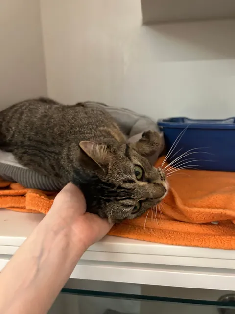 Went to the shelter to pet some cats and fell in love with the first cat I met