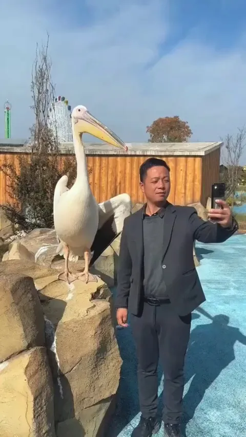 Taking a selfie with a pelican