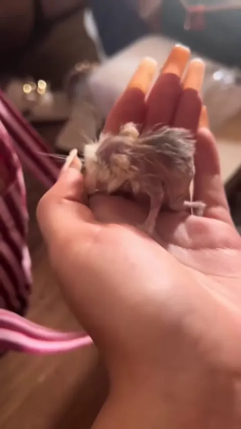 A 5 years old hamster