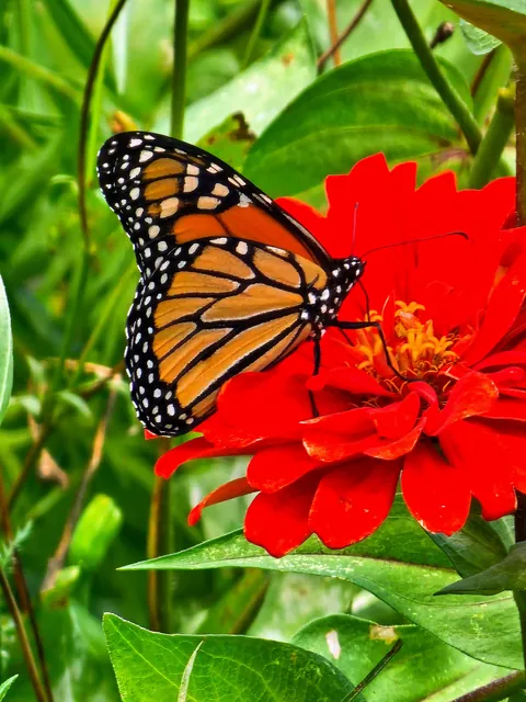 Pollinator garden UPDATE