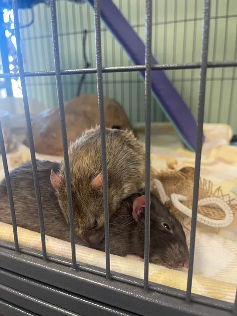 Final update:  Unsure if Fat or Pregnant