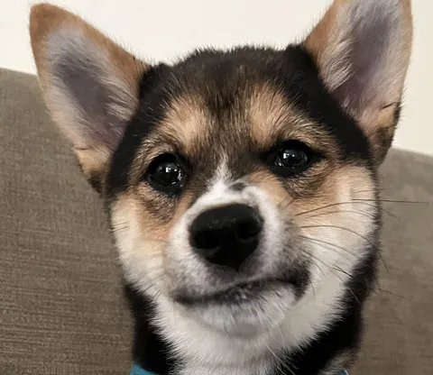 What do you mean we’re out of treats?