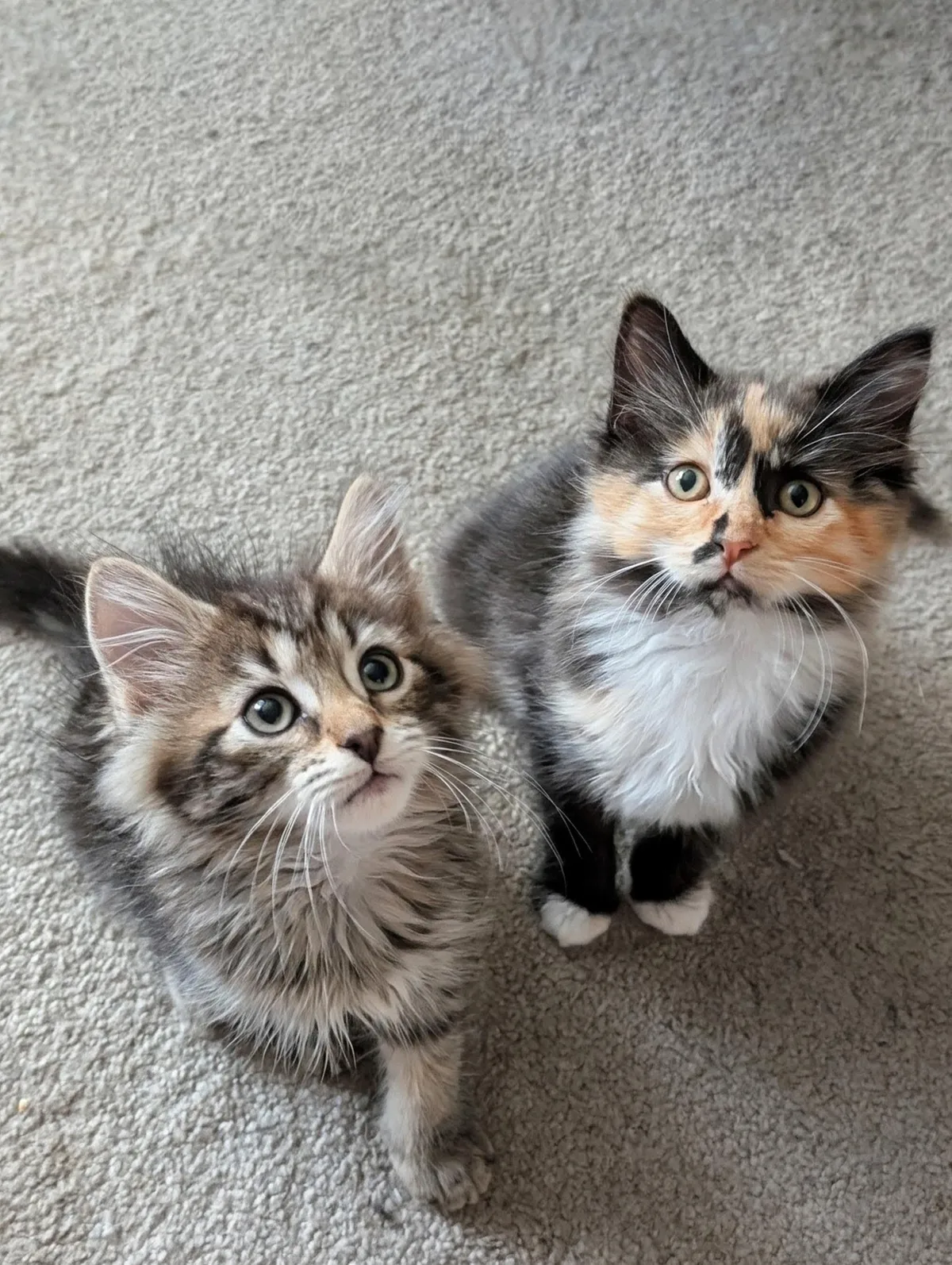 I was planning on getting one kitten, but I couldn't leave his sister behind! Now I have two kittens.