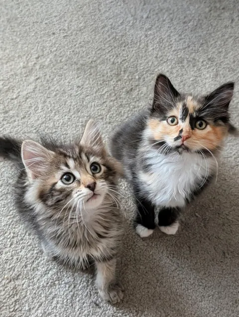 I was planning on getting one kitten, but I couldn't leave his sister behind! Now I have two kittens.