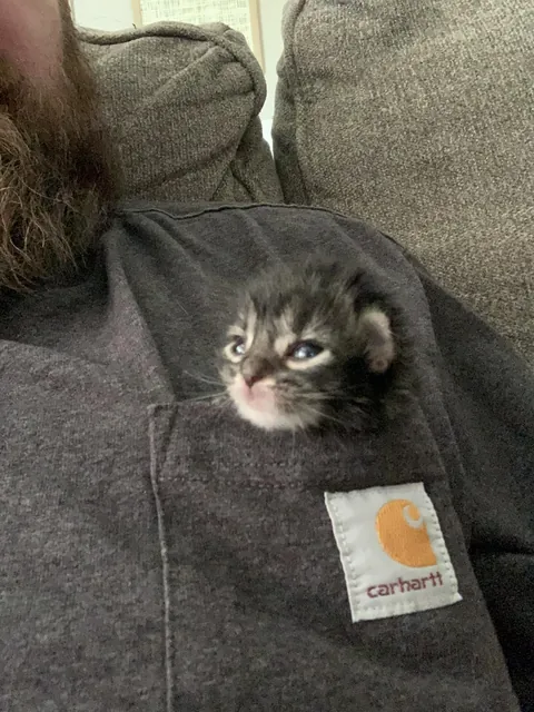 Does this kitten count?