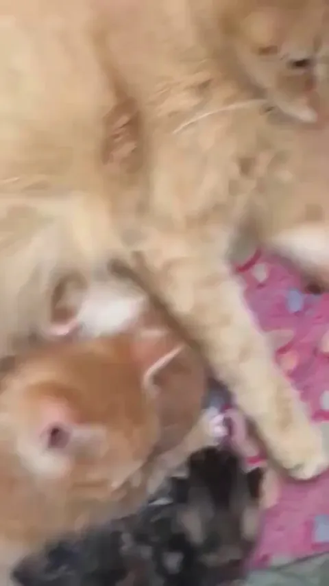 My kitten Vincent cuddling with his aunt and newborn cousins
