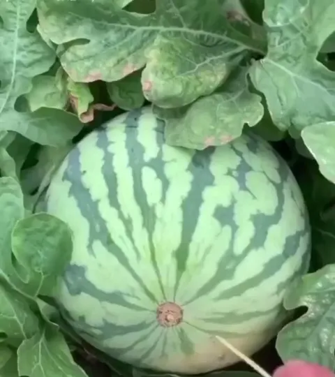Open a watermelon with a toothpick