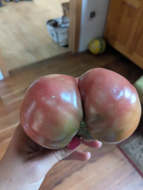 I grew an heirloom tomato that looks like a booty.