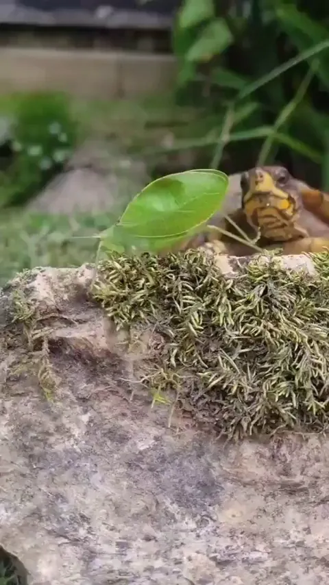 Turtle grabs a leaf insect
