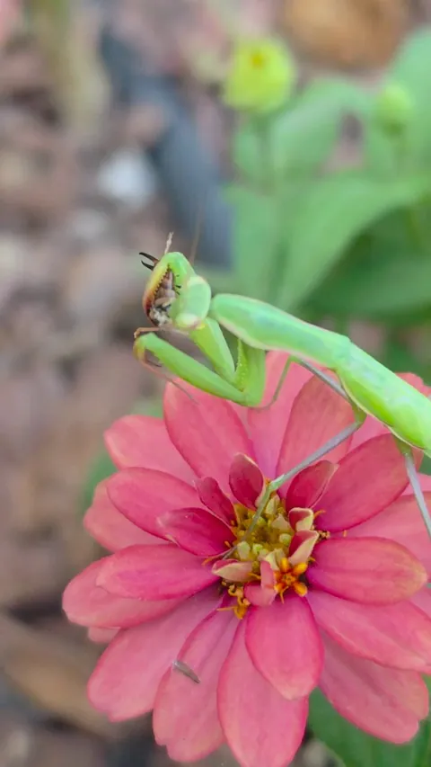 This my friend Tom. I fed Tom an earwig. Find your Tom