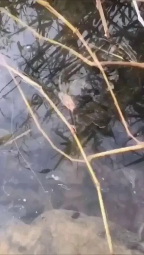 A headless fish casually swimming around in the lake