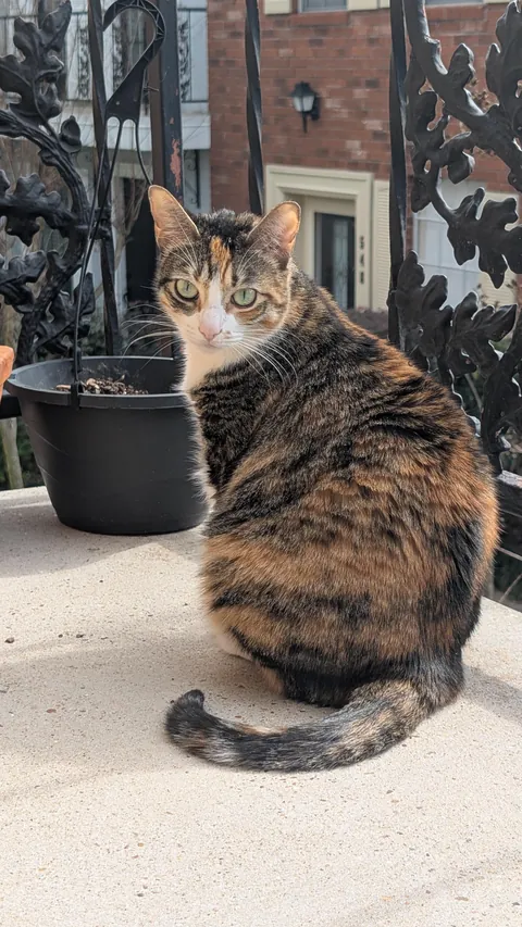 my dad passed so I have a cat now