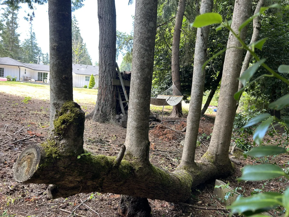 5 trees growing from a fallen tree in a neighbors backyard