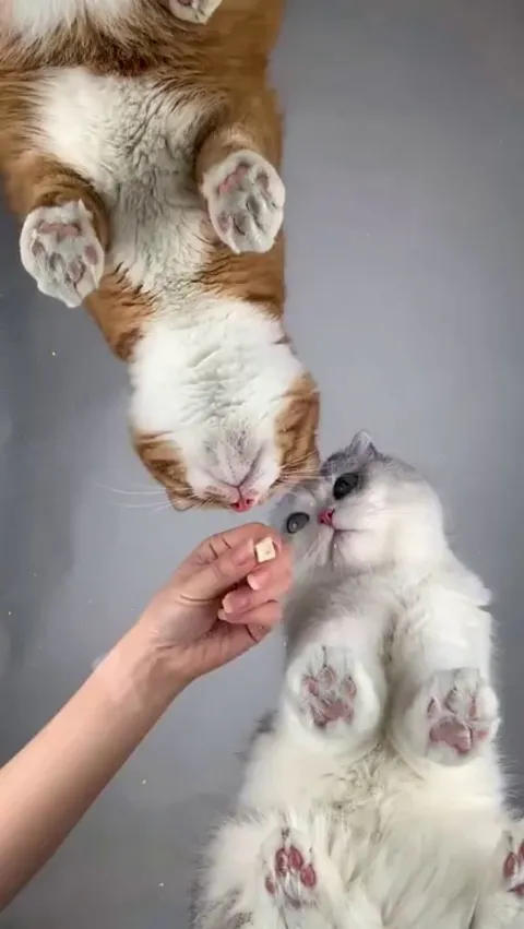 Orange cats are my spirit animal!