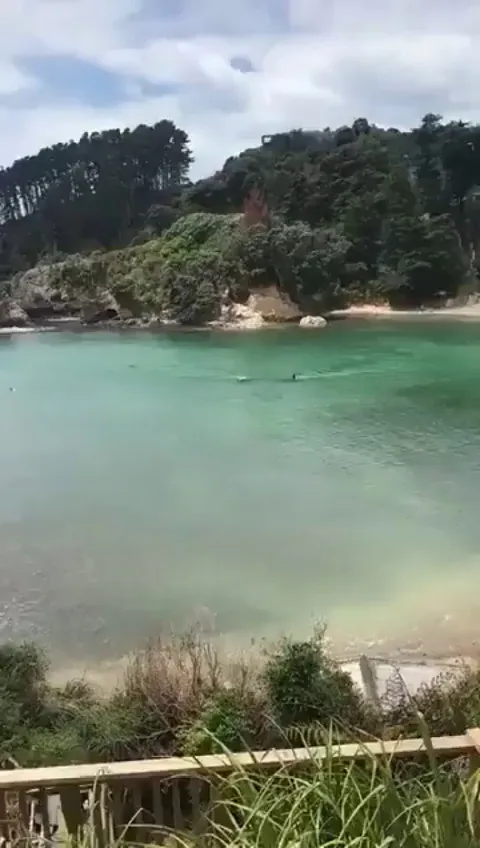 There has never been a person  in record who was killed by a wild orca.