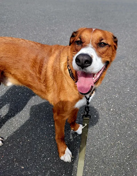 Koda, 50 BMD, 20 Pitt, 10 Shepherd, 10 Lab, 8 great Pyrenees. Sweetest dog I ever owned.