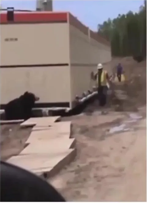 Dressed up as a bear to prank his co-worker.