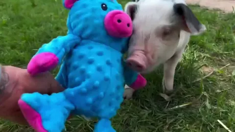 She is a fearsome piggy. No teddy bear is safe.