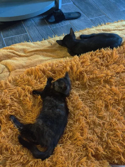 Now that I've finally been able to buy my own house, no one will tell me whether or not I can adopt babies who suffer on the streets.