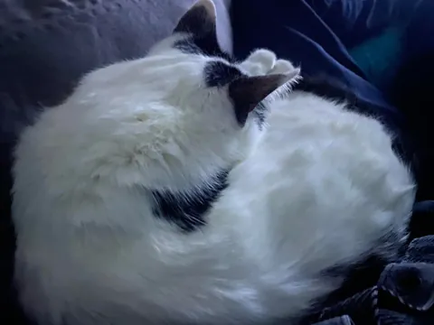 How lucky am I that my cat cuddles with me for hours?