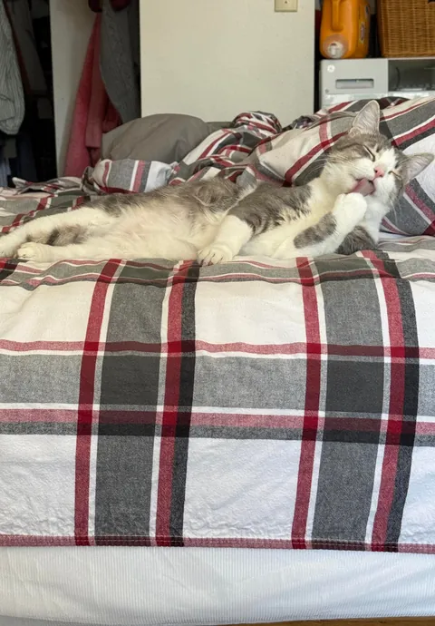 My husband and I adopted our first ever cat yesterday and we’re obsessed with him already!