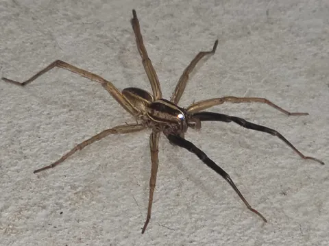Was in garage when this wolf spider dropped by. It was chill and let me take a bunch of close-ups