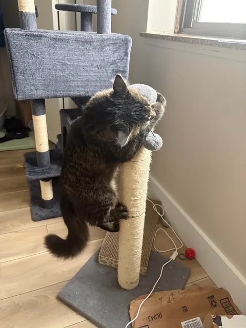 anyone else’s kitty like to scale their scratching post? 😭