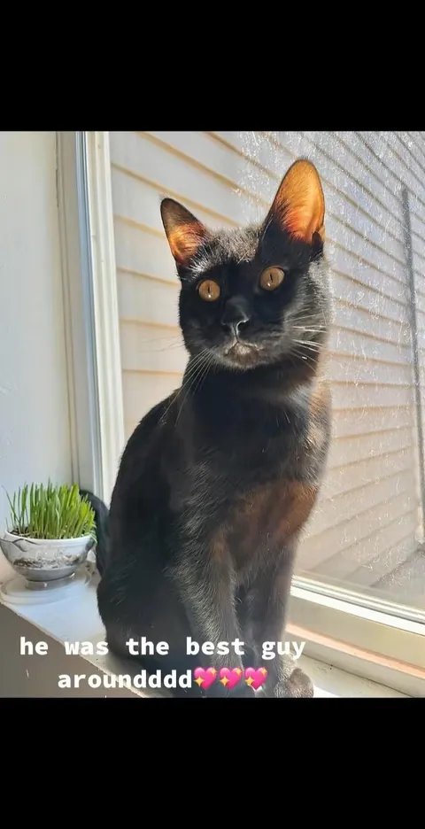 Freak accident caused by cat that wanted more food