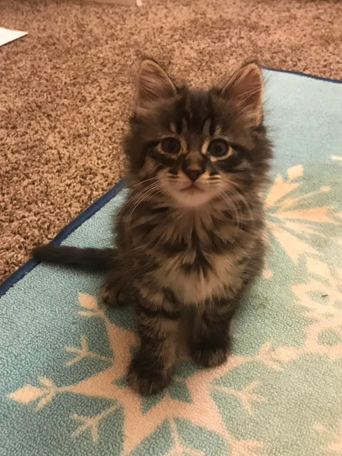 This stray kitten followed me home so I’ve taken him in for the night