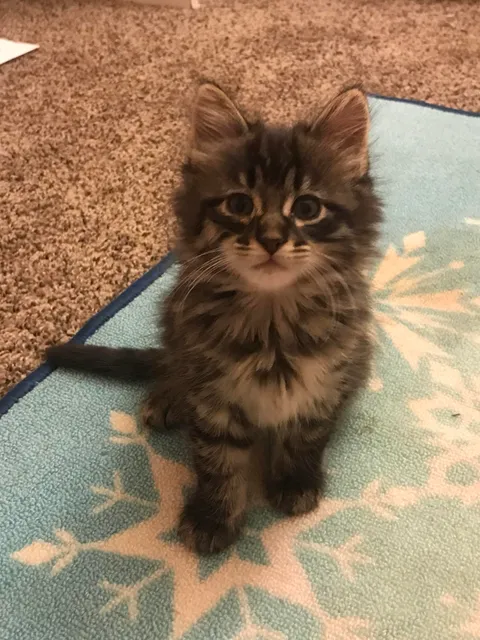 This stray kitten followed me home so I’ve taken him in for the night