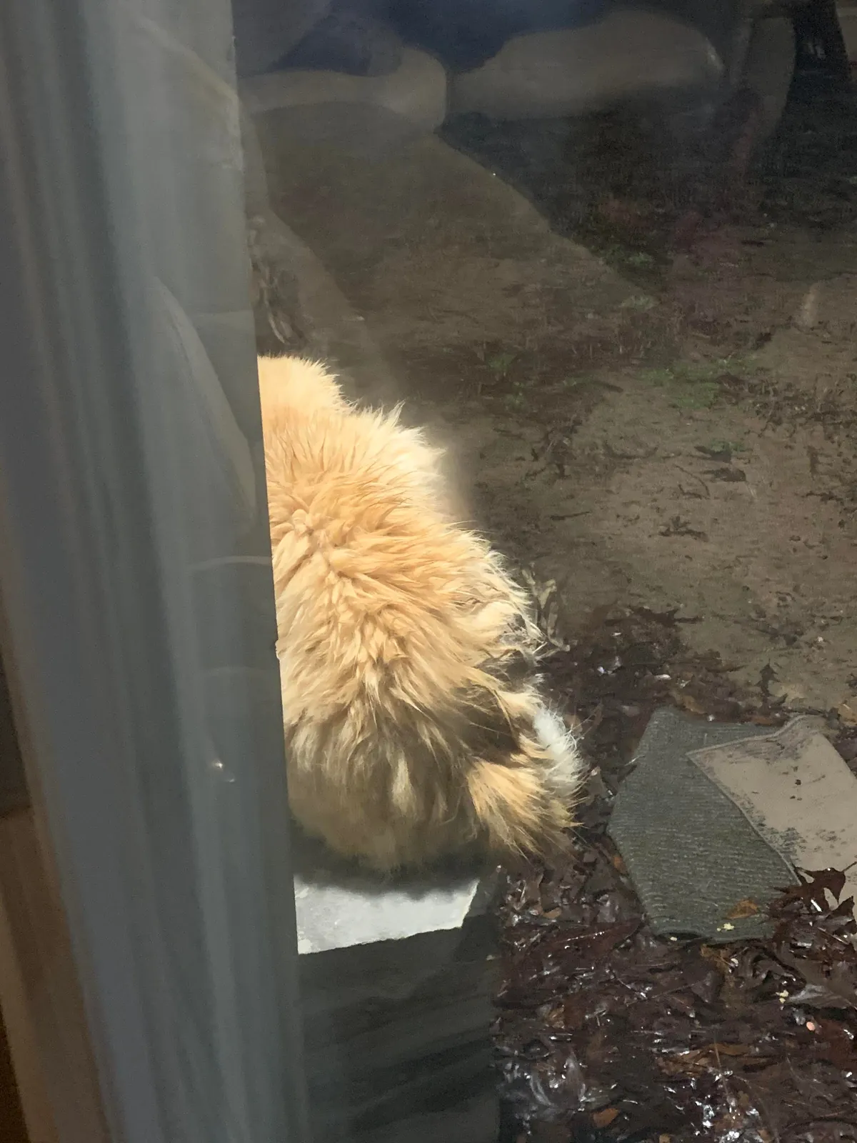 The transformation of Finnegan from forest cat to pampered city kitty