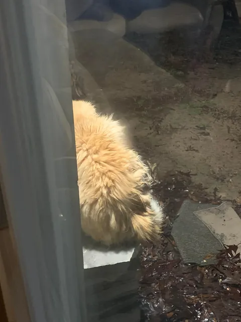 The transformation of Finnegan from forest cat to pampered city kitty