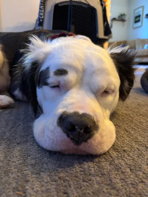 Much asked for second post of Mia, my rare furry bully mix (recessive gene that makes her furry). ❤️