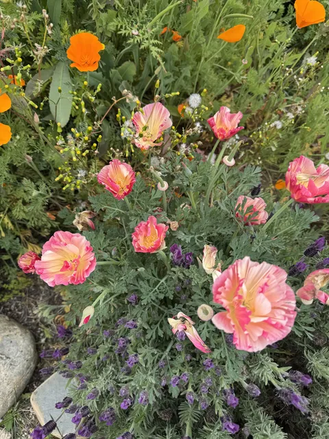 The most beautiful poppy