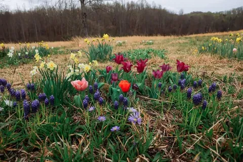 I planted 2000 bulbs this past winter and many are emerging.