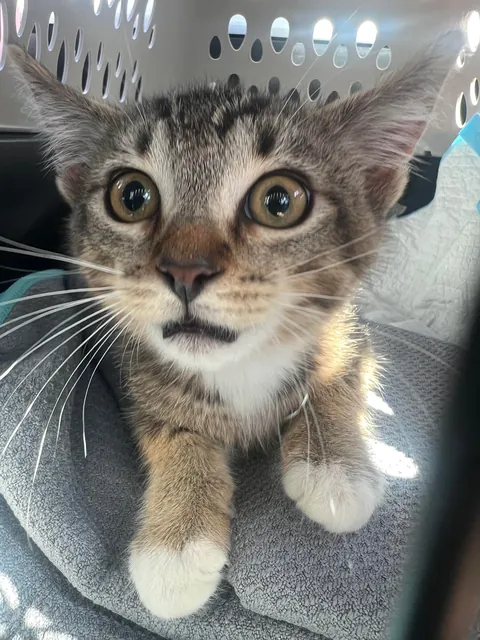 adopted a new child