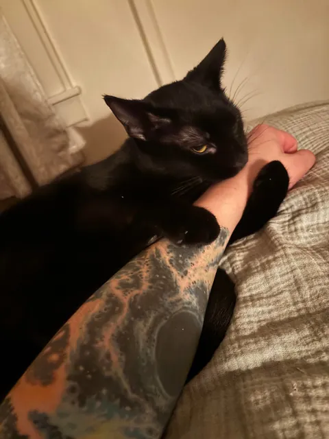 Everyone, meet Gazpacho. My 8th month old rescue!