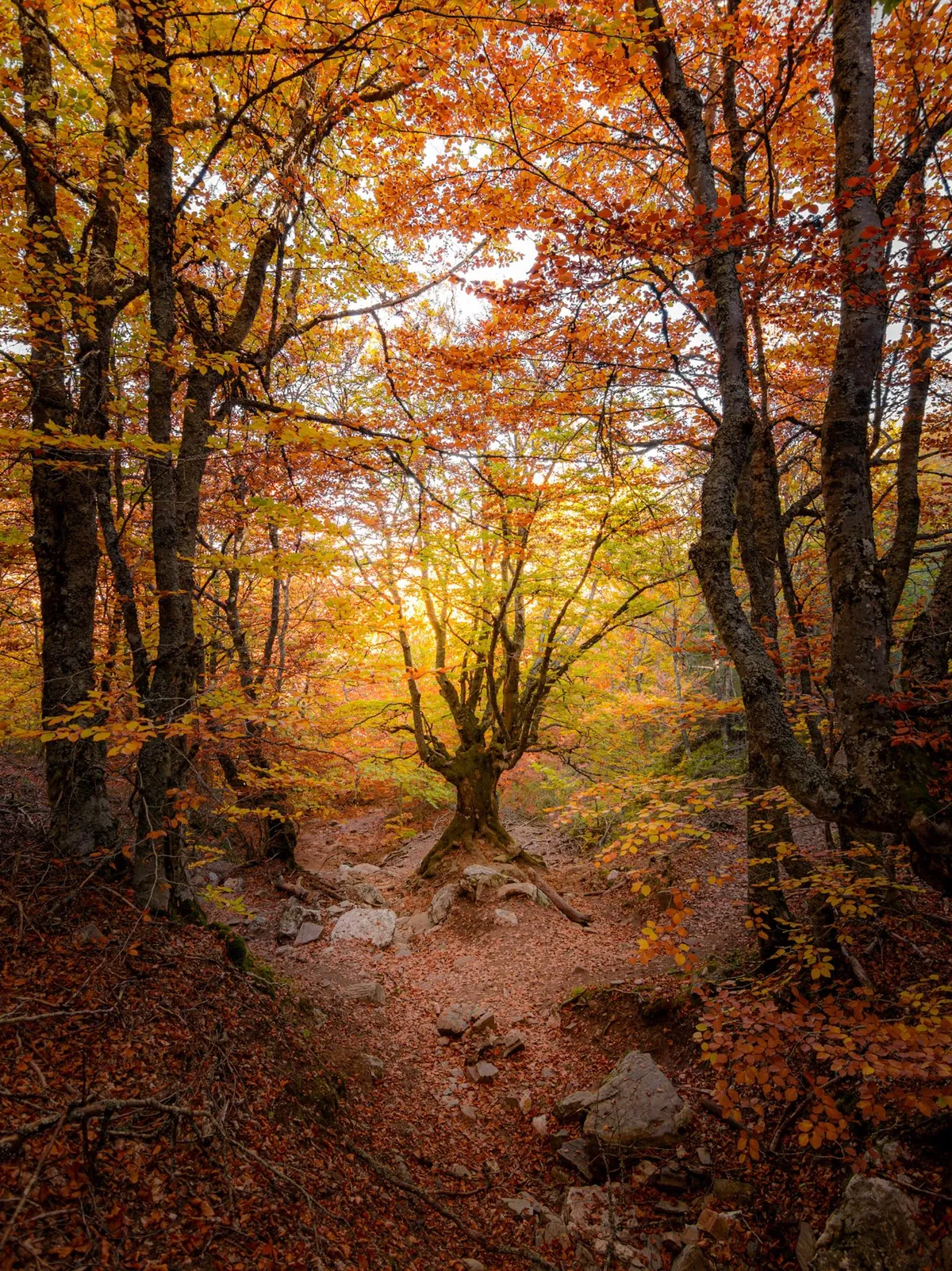 ITAP of a fairy tale forest
