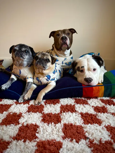 Much asked for second post of Mia, my rare furry bully mix (recessive gene that makes her furry). ❤️