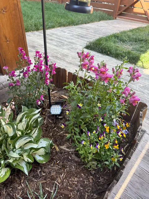 My 2nd year gardening, and I’m proud to share ‘em!