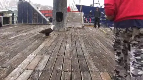 🔥 Feeding the Alaskan Pigeons 🔥