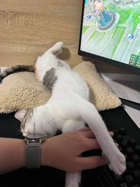 I lost my soul cat at just one year old, and I don’t know how to live with this pain