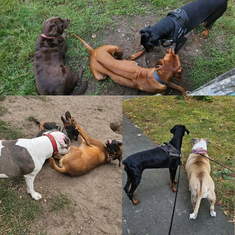 Sasha, my European Doberman with a tail and floppy ears