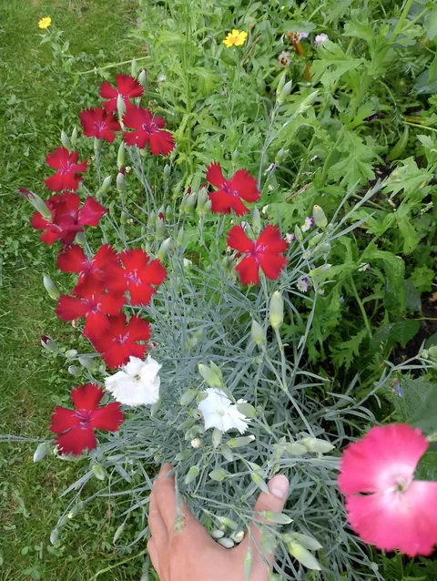 Summer flowers